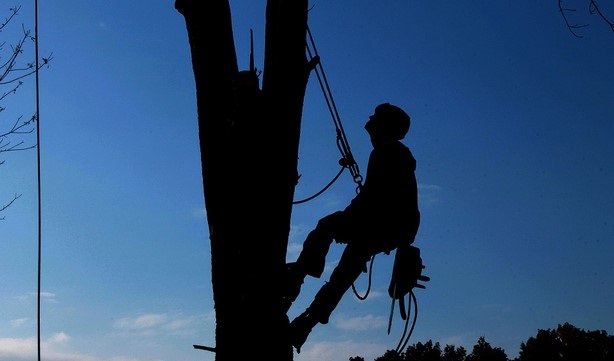 GardenSKoncept pour l'élagage de vos arbres