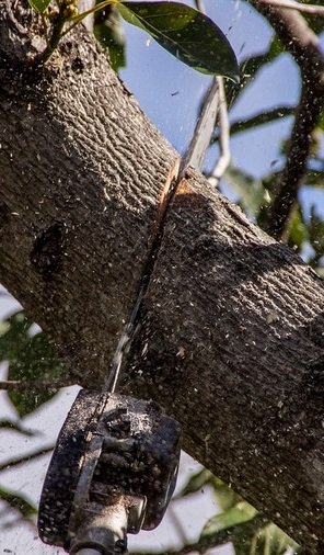 Elagage d'arbres avec GardenSKoncept au Luxembourg