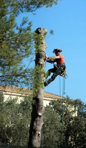 Elagage et abattage d'arbres avec GardenSKoncept