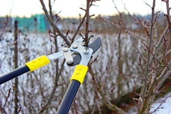 Service d'élagage pour votre jardin